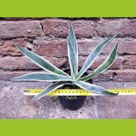 Agave americano var. marginata 30 cm, cactus, planta suculenta dura de invierno, resistente hasta 0 C