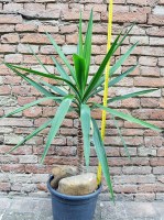 Yucca elephantipes, tronchetto della felicità 100 cm, cactus, pianta grassa