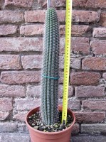 Trichocereus spachianus 40 cm, cactus, pianta grassa