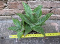 Aloe saponaria caespitosa 30 cm, cactus, pianta grassa