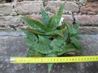 Aloe saponaria caespitosa 20 cm, cactus, pianta grassa