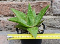 Aloe saponaria 10 cm, cactus, pianta grassa