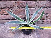 Agave americana var. marginata 30 cm, cactus, pianta grassa winter hard, resistente fino a 0° C