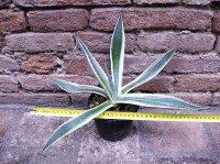 Agave americana var. marginata 40 cm, cactus, pianta grassa winter hard, resistente fino a 0° C