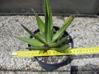 Agave funkiana var. blue form 20 cm, cactus, pianta grassa