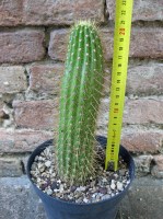 Trichocereus huascha 20 cm, cactus, pianta grassa