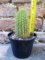 Trichocereus huascha 10 cm, cactus, pianta grassa