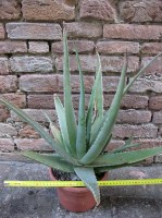 Aloe vera 60 cm, cactus, pianta grassa