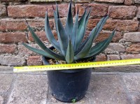 Agave nigra 40 cm, cactus, pianta grassa winter hard, resistente fino a -10° C