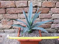 Agave polyacantha 30 cm, cactus, pianta grassa winter hard, resistente fino a 0° C