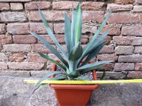 Agave polyacantha 40 cm, cactus, pianta grassa winter hard, resistente fino a 0° C