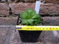 Haworthia cymbiformis caespitosa 8 cm, cactus, pianta grassa