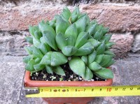 Haworthia cymbiformis caespitosa 10 cm, cactus, pianta grassa