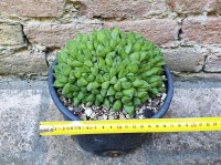 Haworthia cymbiformis caespitosa 16 cm, cactus, pianta grassa