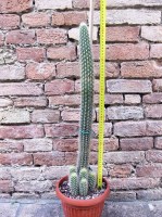 Trichocereus camarguensis ramificato 60 cm, cactus, pianta grassa