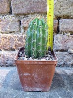 Trichocereus lamprochlorus 10 cm, cactus, pianta grassa