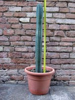 Trichocereus pachanoi 70 cm, cactus, pianta grassa