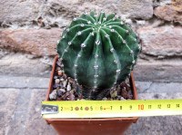 Echinopsis oxygona hybrid. fiore rosa 10 cm, cactus, pianta grassa