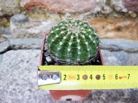 Echinopsis oxygona hybrid. fiore rosa 4 cm, cactus, pianta grassa