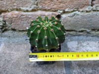 Echinopsis oxygona hybrid. fiore rosa 8 cm, cactus, pianta grassa