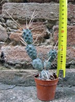 Opuntia diademata 15 cm, cactus, pianta grassa