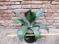 Agave ferox 50 cm, cactus, pianta grassa