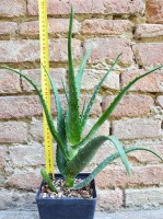 Aloe arborescens x vera 40 cm, cactus, pianta grassa