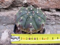 Gymnocalycium damsii 6 cm, cactus, pianta grassa