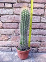 Trichocereus grandiflorus hybrid. fiore rosa 40 cm, cactus, pianta grassa