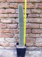 Trichocereus spachianus 50 cm, cactus, pianta grassa