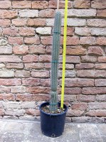 Cleistocactus buchtienii 70 cm, cactus, pianta grassa