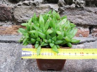 Haworthia turgida caespitosa 10 cm, cactus, pianta grassa