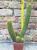 Trichocereus huascha ramificato 30 cm, cactus, pianta grassa