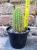 Trichocereus huascha 10 cm, cactus, pianta grassa